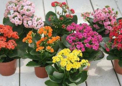 长寿花一年开几次花