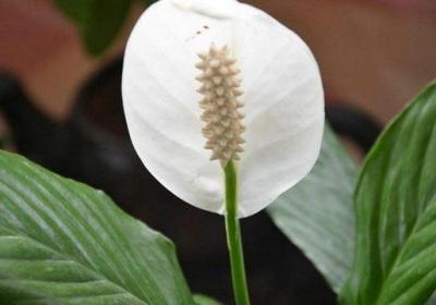 花草一帆风顺怎么养护