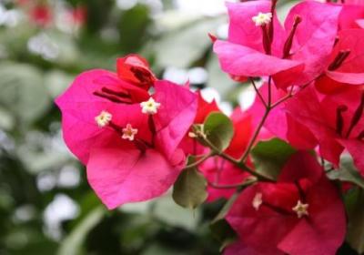 三角梅一年能开几次花