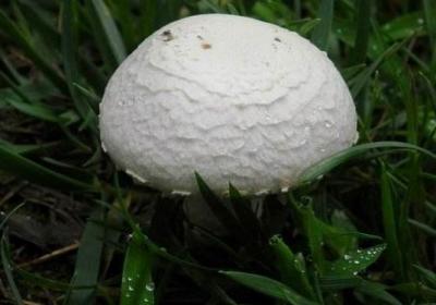 番茄,土豆,食物中毒