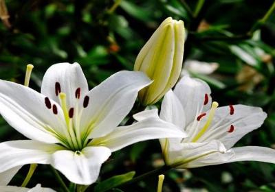百合花一年能开几次花