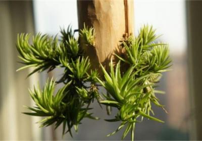 这花吊起来养,一夏天都不想出门,还不占地儿！