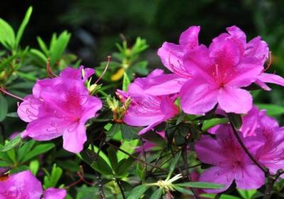 杜鹃花一年开几次花