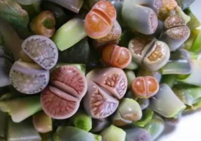 她在阳台养多肉,密密麻麻100盆,比院子养的好看多了！