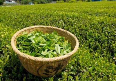 枸杞,绿茶,喝茶,泡茶