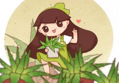 这5种花脸皮太厚,不用管就能活十几年,还能净化空气！