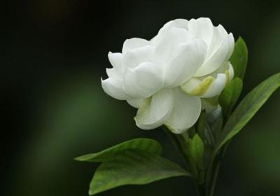 栀子花一年开几次花