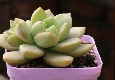 多肉植物喜阴还是喜阳