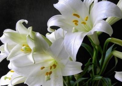 玫瑰花,百合花,喝茶,泡茶
