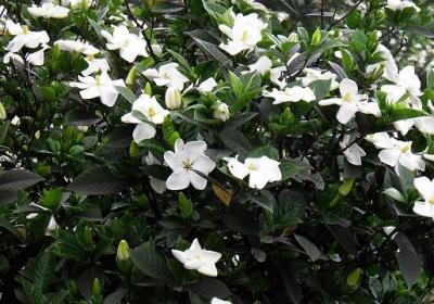 栀子花什么时候开花