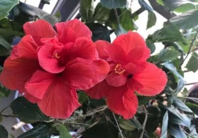 这6种花别等来年,现在就养,再晚就来不及了！