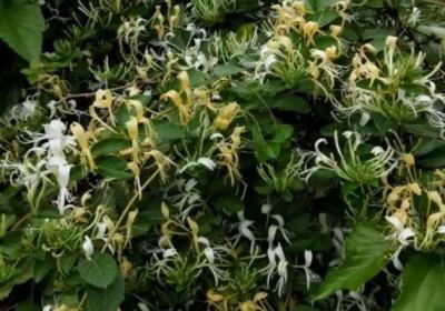 这5种花种家里,连买药钱都省了！