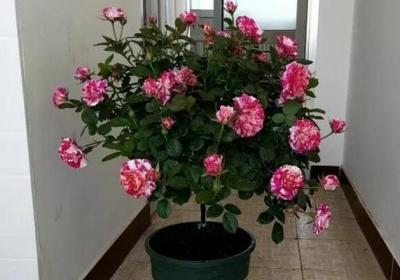 这9种花长成棒棒糖,只需3个小动作,邻居羡慕得翻墙偷！