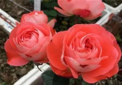谁说没院子不能养花？这8种小型月季,种1棵爆满阳台！