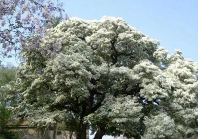 五月竟能下雪？家里养上这种花,立马拥有白色花海！