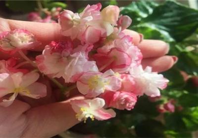 绿萝吊兰种腻了,换这6种花放客厅,四季开花看不停！