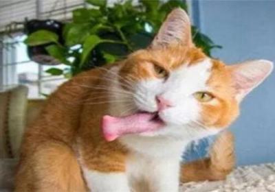 家里养猫的,千万别种这种花,小心猫“疯了”！