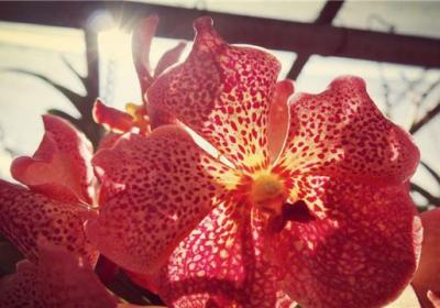 兰花用什么花盆好