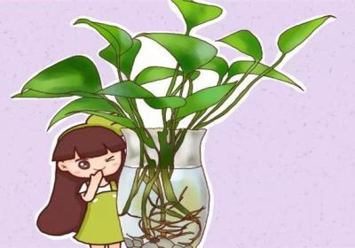 这5种花扔水里,10天长出大白根,叶子肥的能滴油！