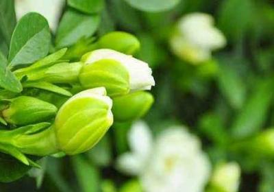 栀子花养不好的原因