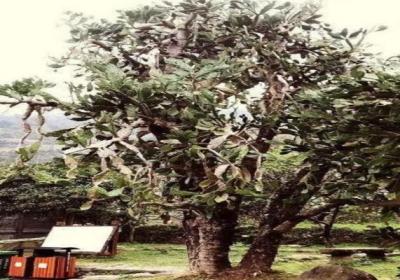 50年的牡丹,110年的仙人掌,这些花岁数竟比你还大！