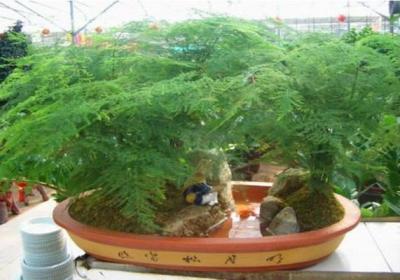 文竹风水摆放禁忌