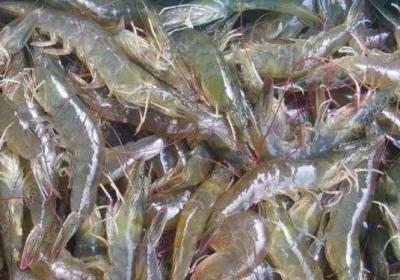 寄生虫,吃虾,对虾