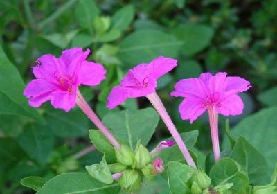 紫茉莉冬天可以养吗