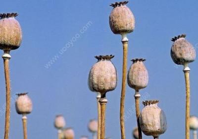 罂粟,提神,高考,中考