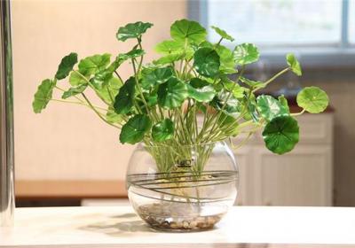 适合冬季水培的植物大盘点