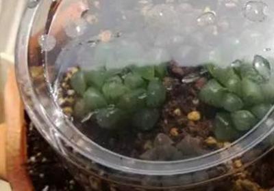多肉冬天套矿泉水瓶好吗