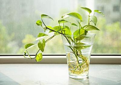 适合冬季阳台种植的5种爬藤植物