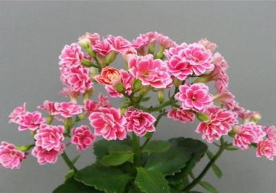 长寿花冬天养殖的禁忌