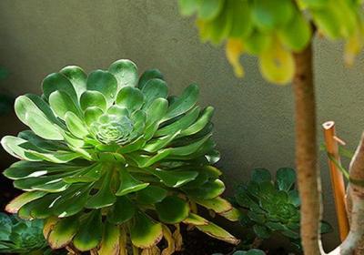 大叶莲花掌怎么养