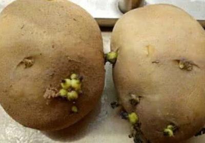 食物,土豆,生豆角