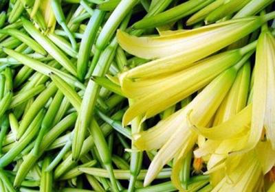 黄花菜的主要品类