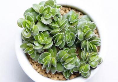 多肉大卫的养殖方法及注意事项