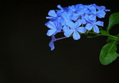 蓝雪花的养殖方法