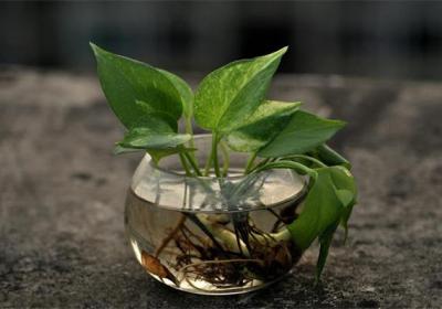 家里养了这些爬藤植物,省下好多装修钱！