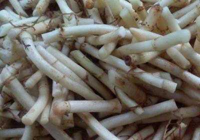 鱼腥草,喝茶,中药,中医