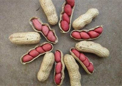 现在谁还买菜啊,都在家里自己种,健康安全无污染