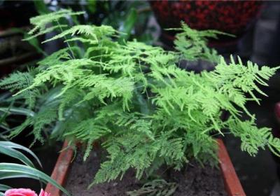 只要你注意1点,栀子茉莉,安全度夏妥妥滴