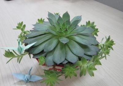 多肉植物换盆注意事项