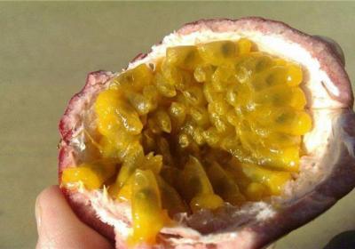种花种菜不如种果,能吃能赏能卖钱