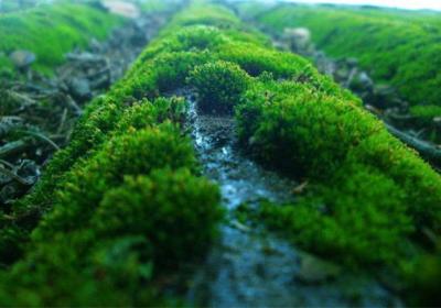 苔藓是什么