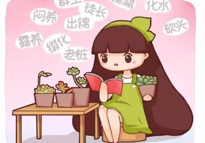 多肉的几种养殖方式,都试试吧