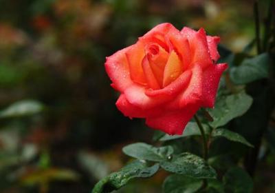这些植物都叫玫瑰