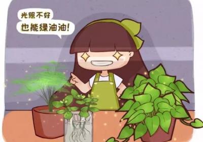 这20种花,家里光照不好也能绿油油