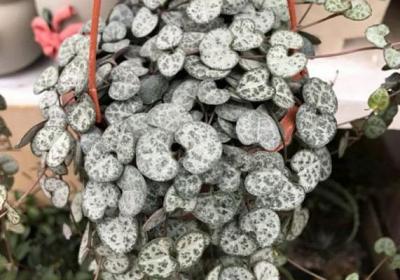 开花即死的多肉植物