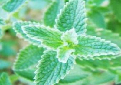 猫薄荷和薄荷的区别